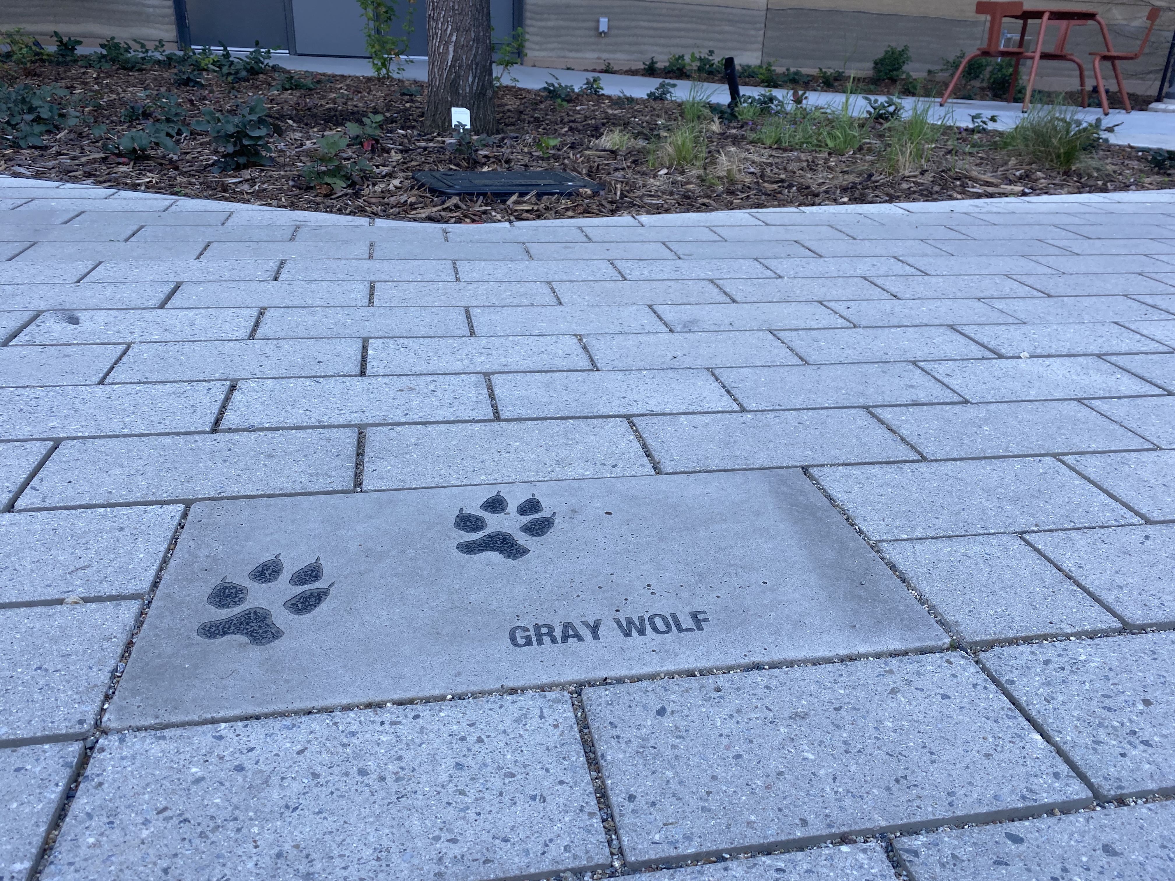 Tracks from a Gray Wolf are paved into the pavement at the California Natural Resources Headquarters